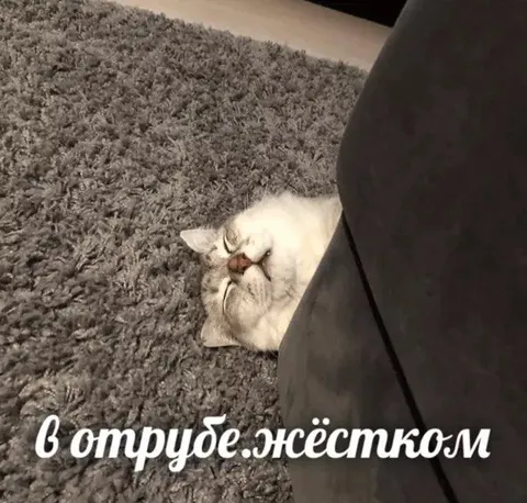 Кот в жёстком отрубе