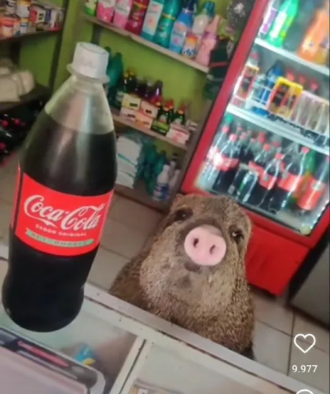 Capibara pide una Coca-Cola