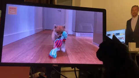 Cat Watches Puppy Level Up