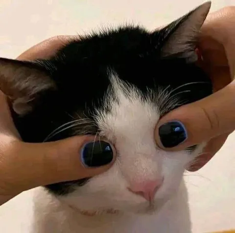 Кот с огромными глазами
