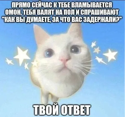 Кот после задержания