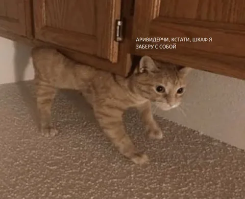 Кот забирает шкаф с собой