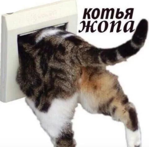 Котья жопа в дверце