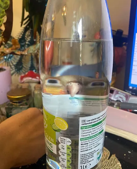 Fish Trapped in a Water Bottle