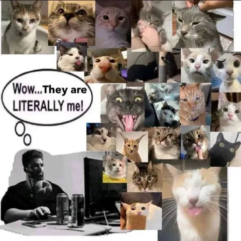 Cats Are Literally Me