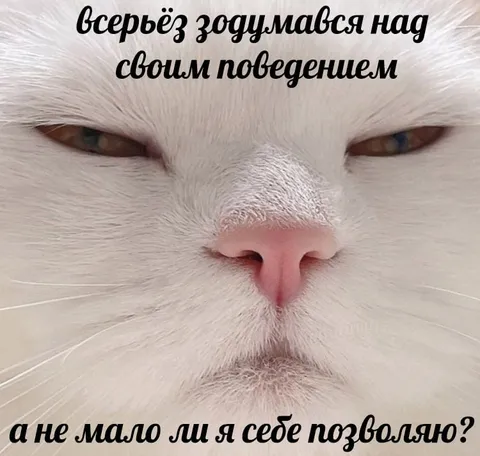 Кот задумался о победе