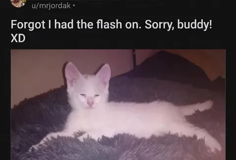 Flash-Blinded Sleepy Kitten
