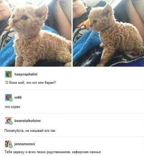 Кот или баран?