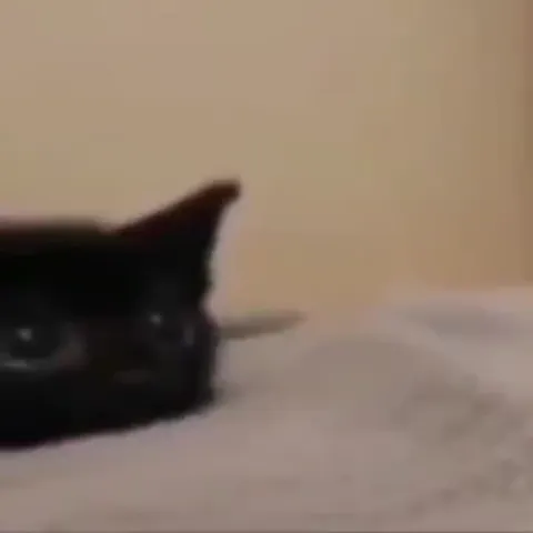 Коты вызывают взрыв