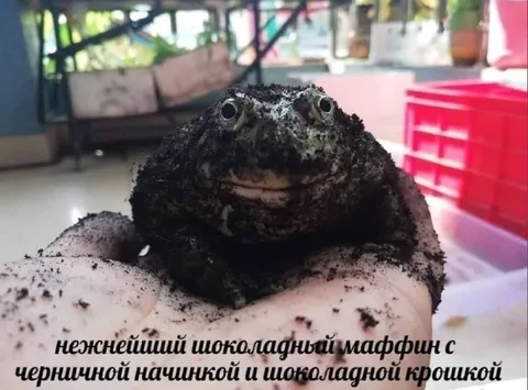 Шоколадный маффин с начинкой