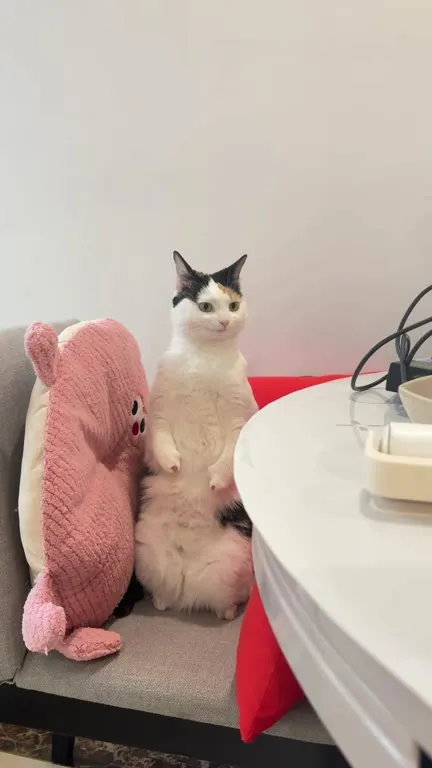 Кот встаёт под духовую музыку