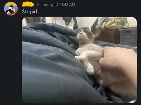 Stupid Relaxed Cat