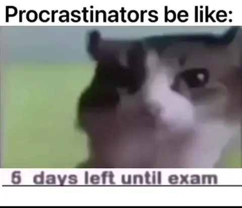 Procrastinator Exam Countdown Cat