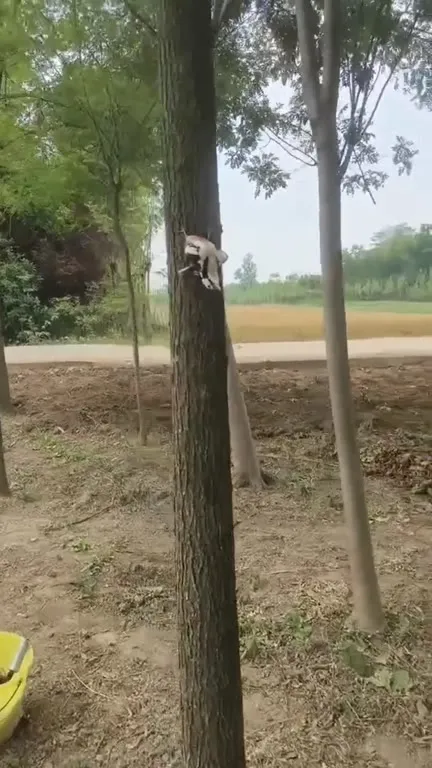 Дятел грызёт дерево