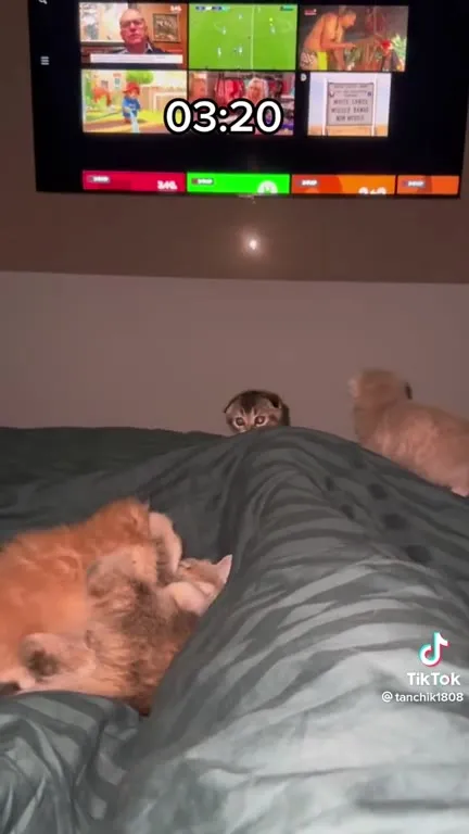 Котята исчезают в 03:20