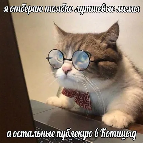 Кот отбирает лучшие мемы