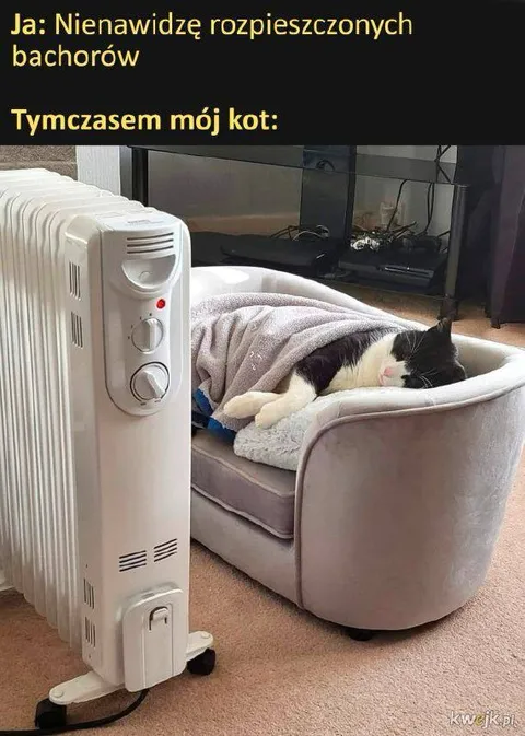 Kot rozpieszczony bardziej niż bachory