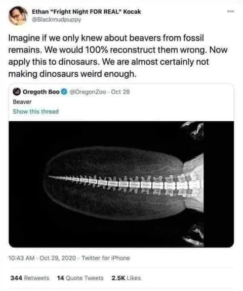Beaver Fossil Reconstruction Gone Wrong