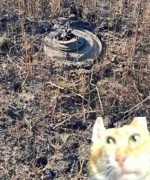 Кот смотрит на мину