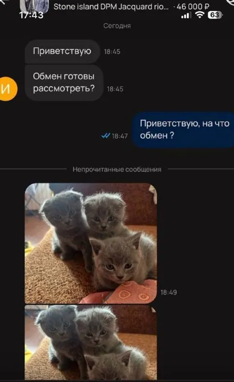 Обмен на стаю котят