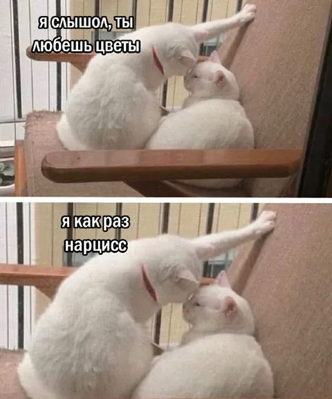 Кот-нарцисс любит цветы