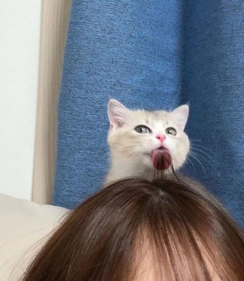Кот жуёт волосы