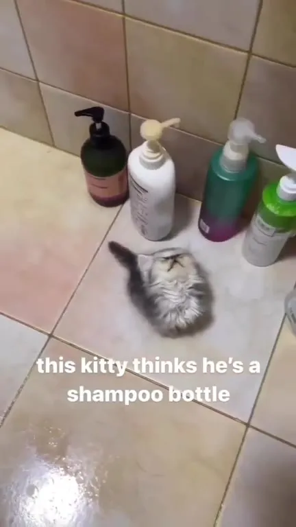 Kitty Thinks It’s Shampoo