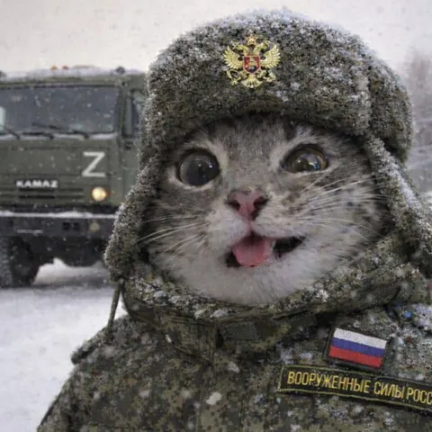 Кот в форме российских вооружённых сил