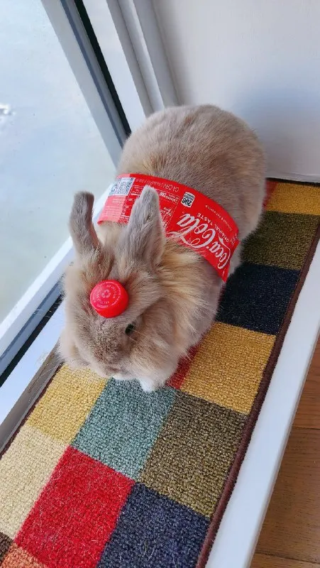 Rabbit Wrapped in Coca-Cola