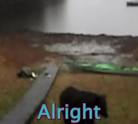 Bear Destroys the Kayak
