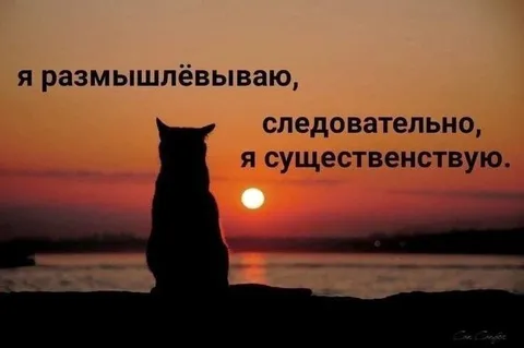 Кот размышлёвывает на закате
