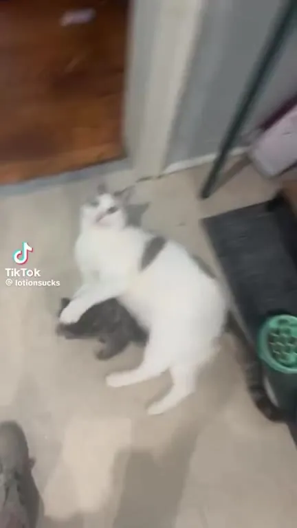 Кот тащит пушистого котёнка
