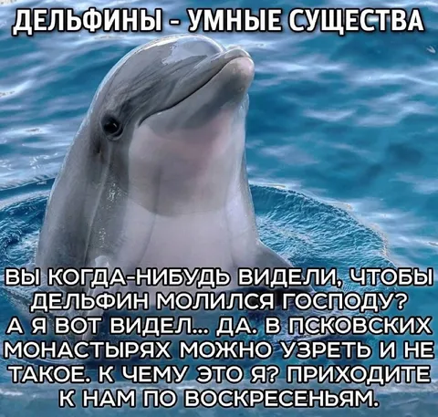 Дельфин приглашает в монастырь