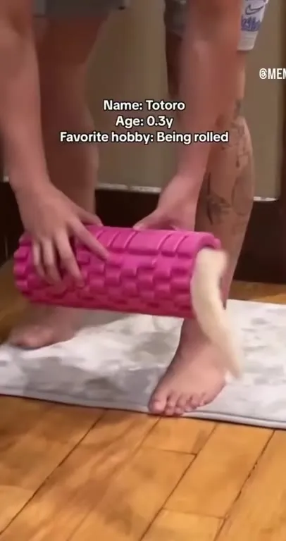 Kitten Loves Being Rolled