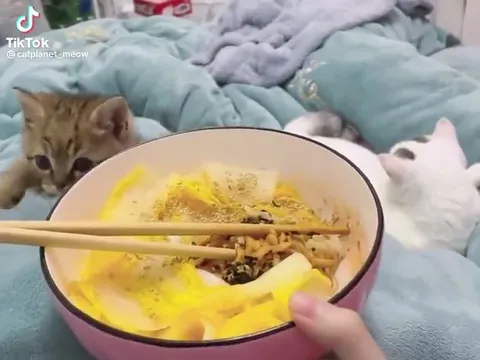 Кот требует лапшу