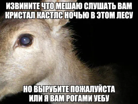 Обезьяна просит выключить музыку