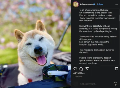 Kabosu Crosses the Rainbow Bridge