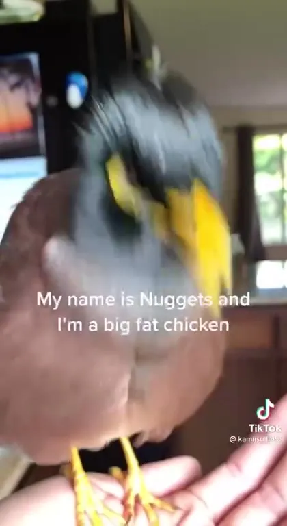 Nuggets the Successful Chicken