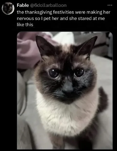 Thanksgiving Nervous Cat Stare