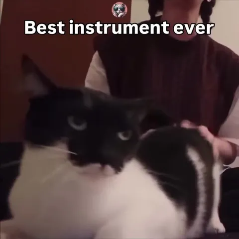 Best Instrument Ever Cat