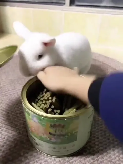 Кролик открывает банку с кормом
