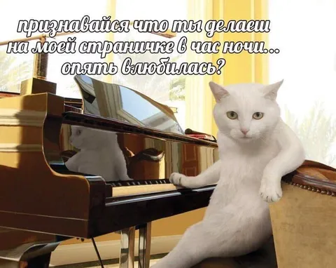 Кот ночью на моей странице