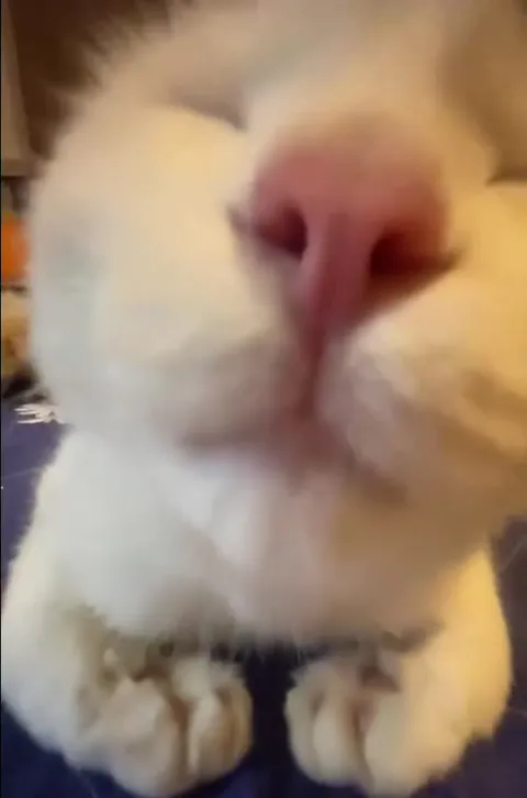 Кот, который лезет в камеру