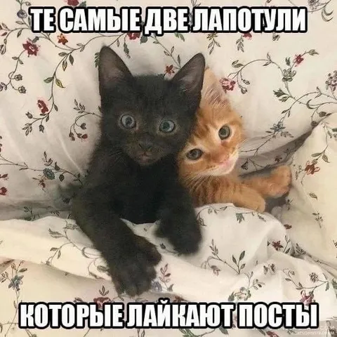 Котята, которые лайкают посты