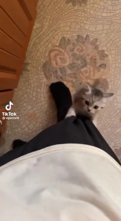 Кот мешает готовить