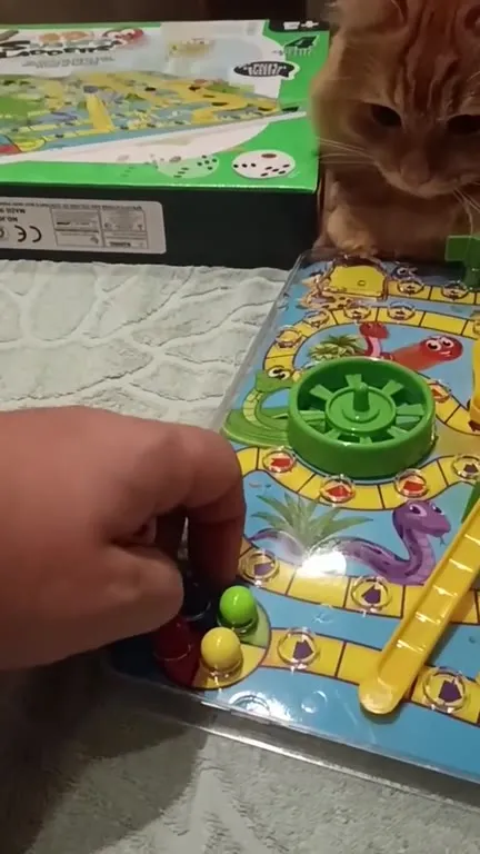 Кот играет в настольную игру