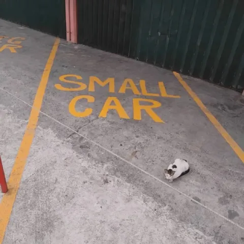 Small Car Parking Spot Cat