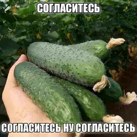 Согласитесь, ну согласитесь