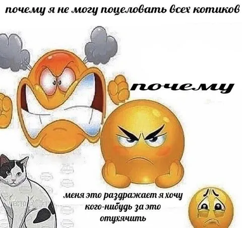 Почему я не могу поцеловать всех котиков