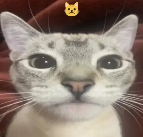 Кот смотрит в упор